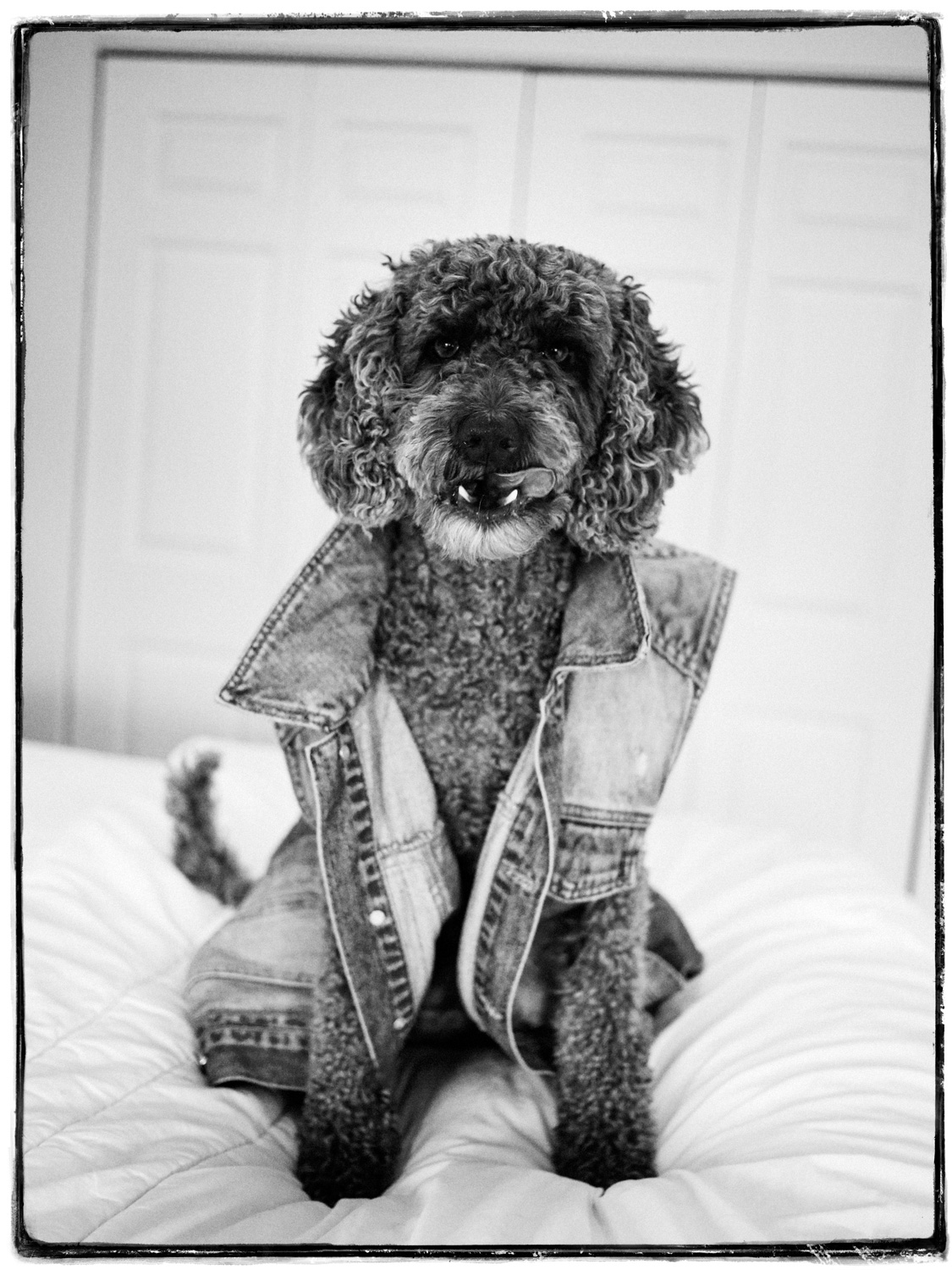 brian-sorg-dogs-015