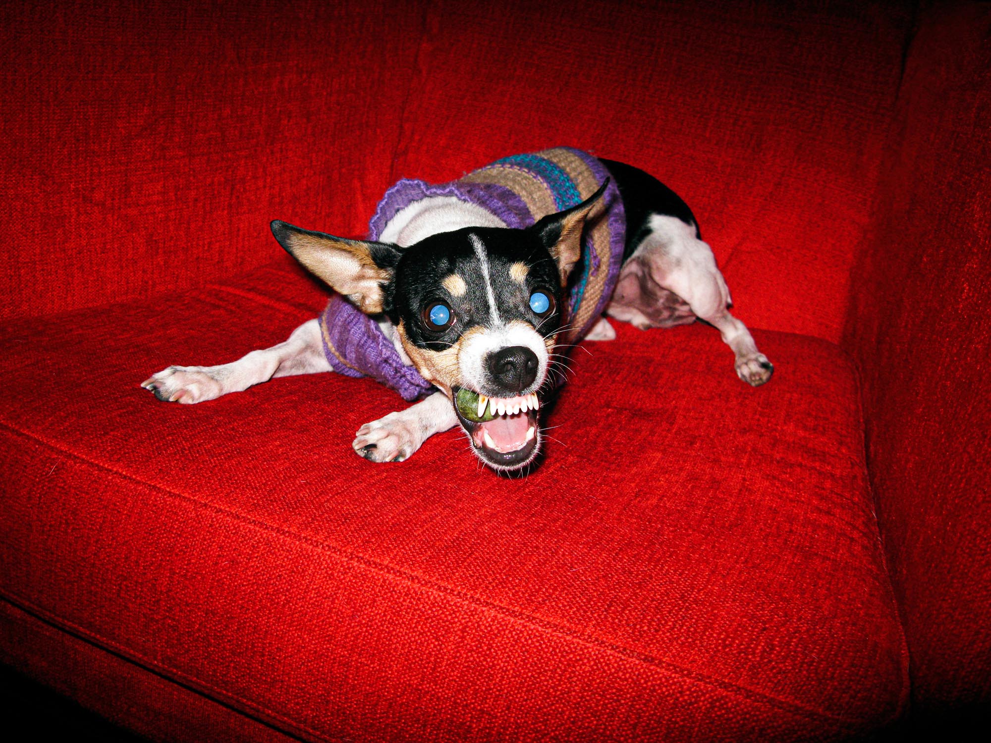 brian-sorg-dogs-022