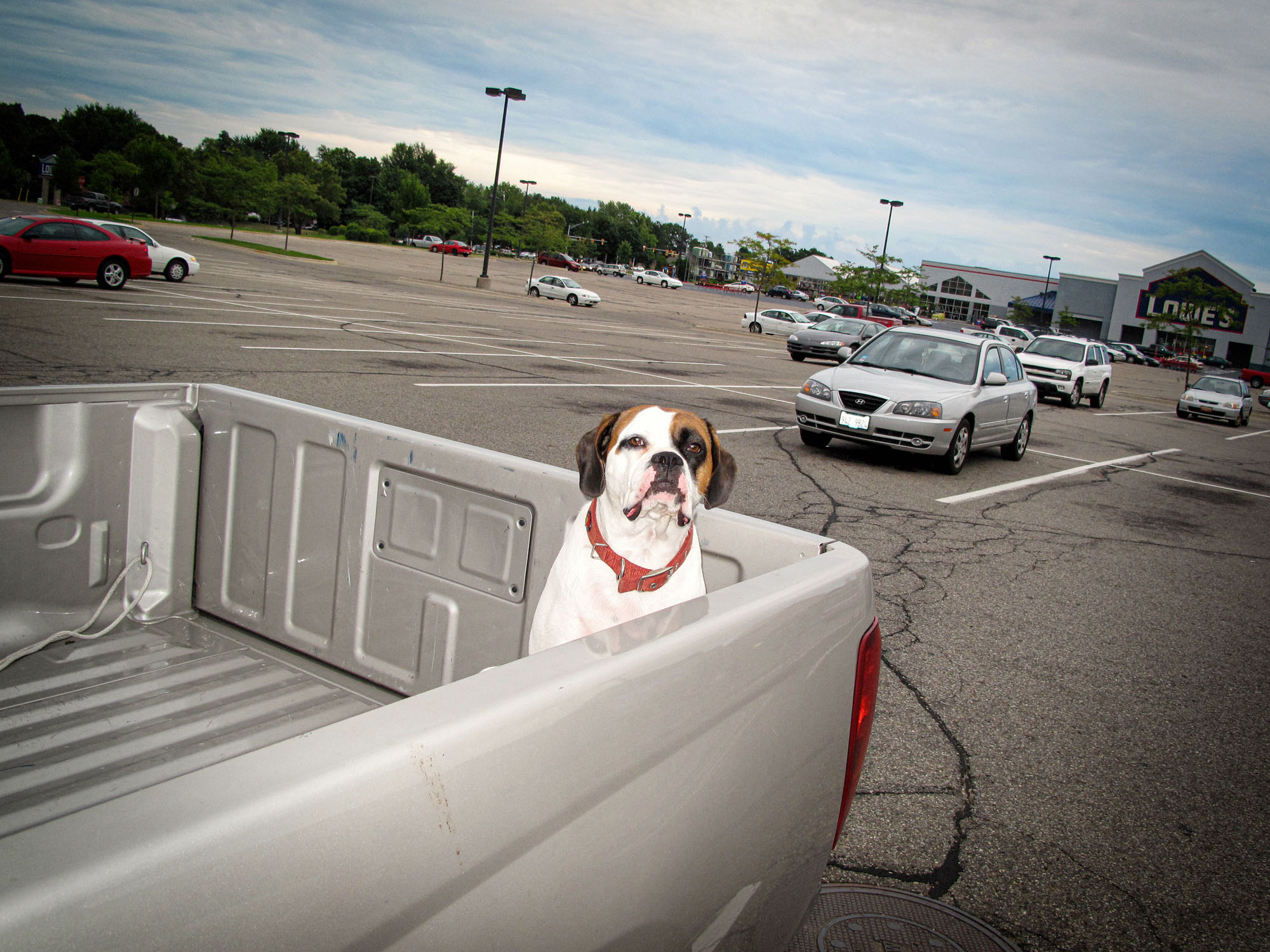 brian-sorg-dogs-029