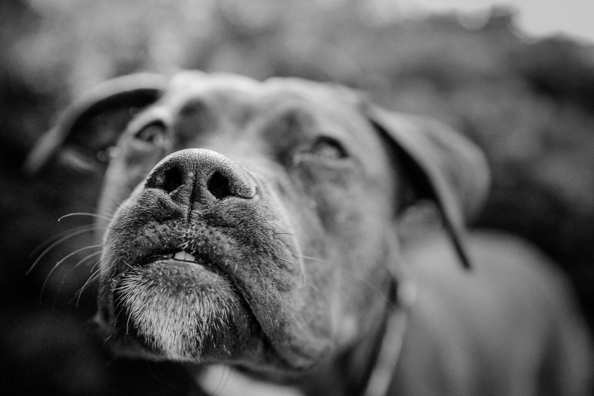 brian-sorg-dogs-040
