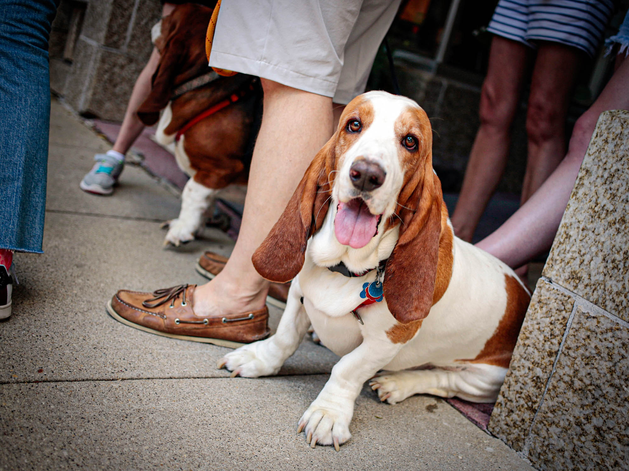 brian-sorg-dogs-056