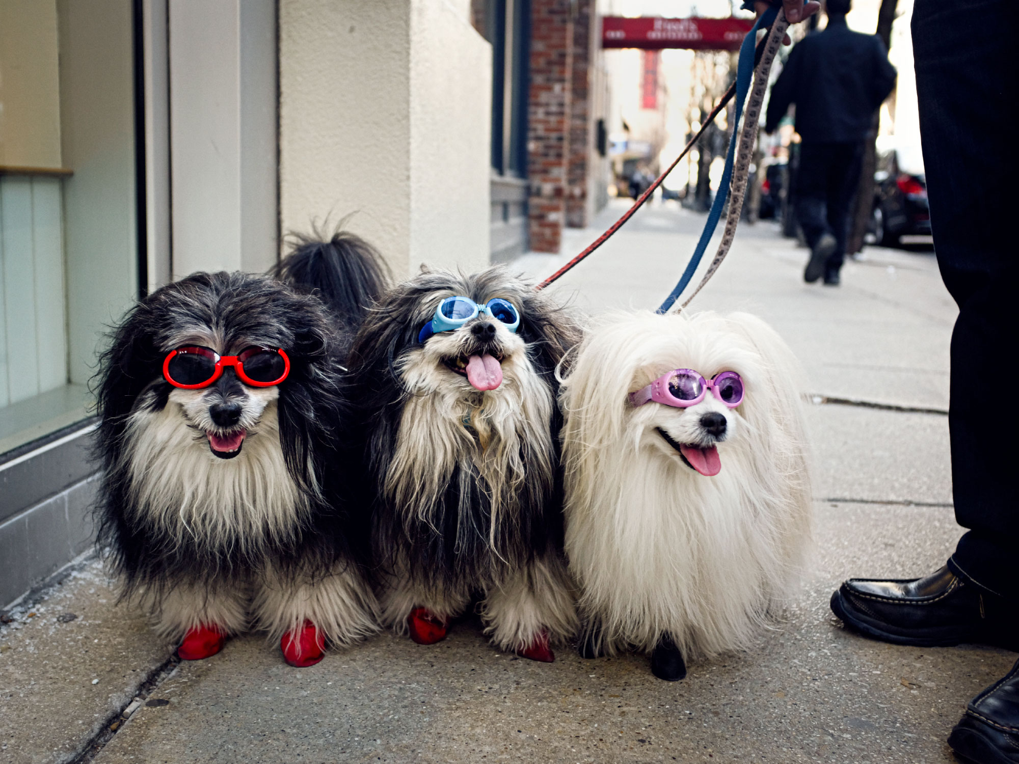 brian-sorg-dogs-downtown_DSF1145